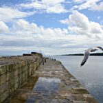 Seagull flying across St Andrews Pier in Scotland.