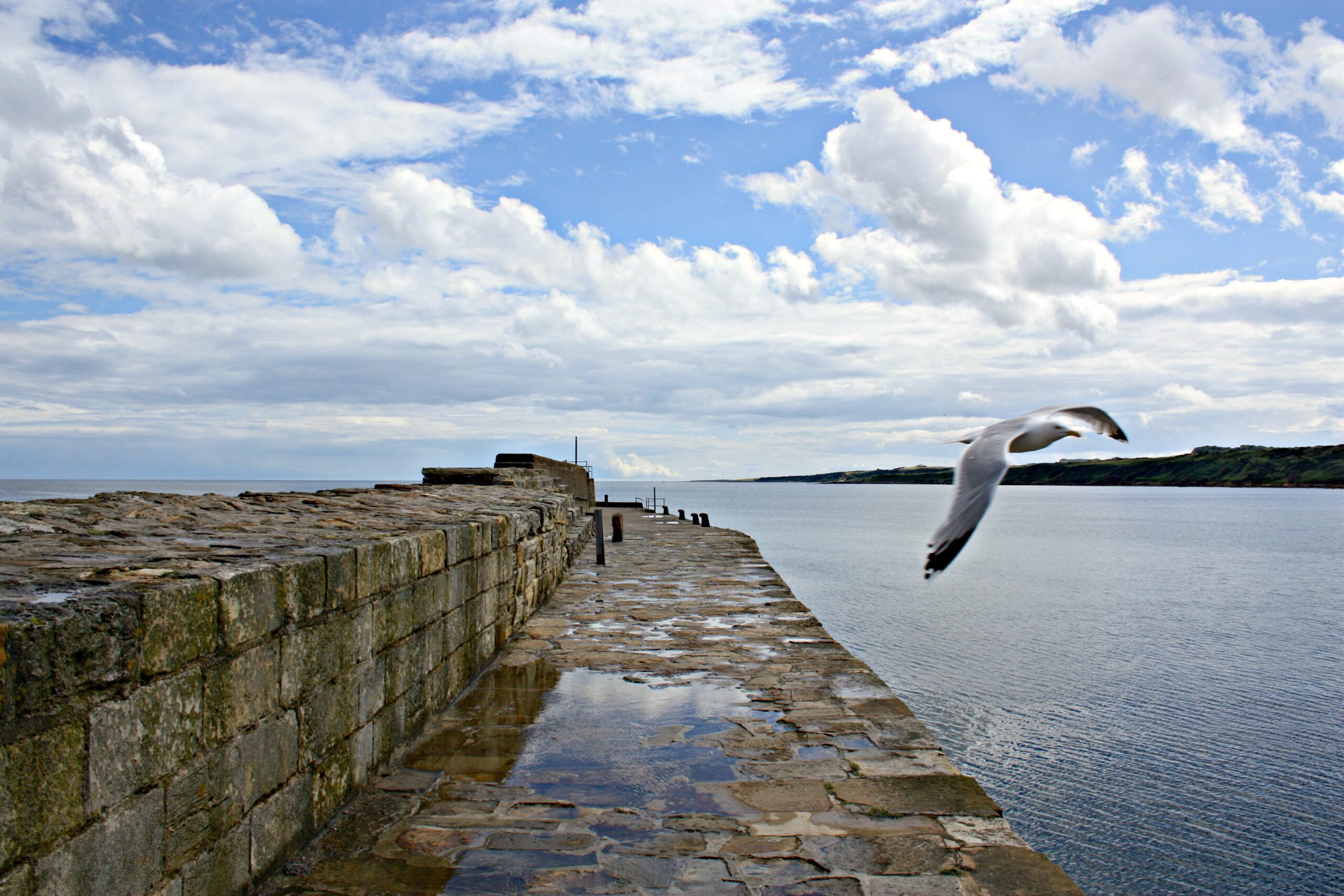 Seagull flying across St Andrews Pier in Scotland.