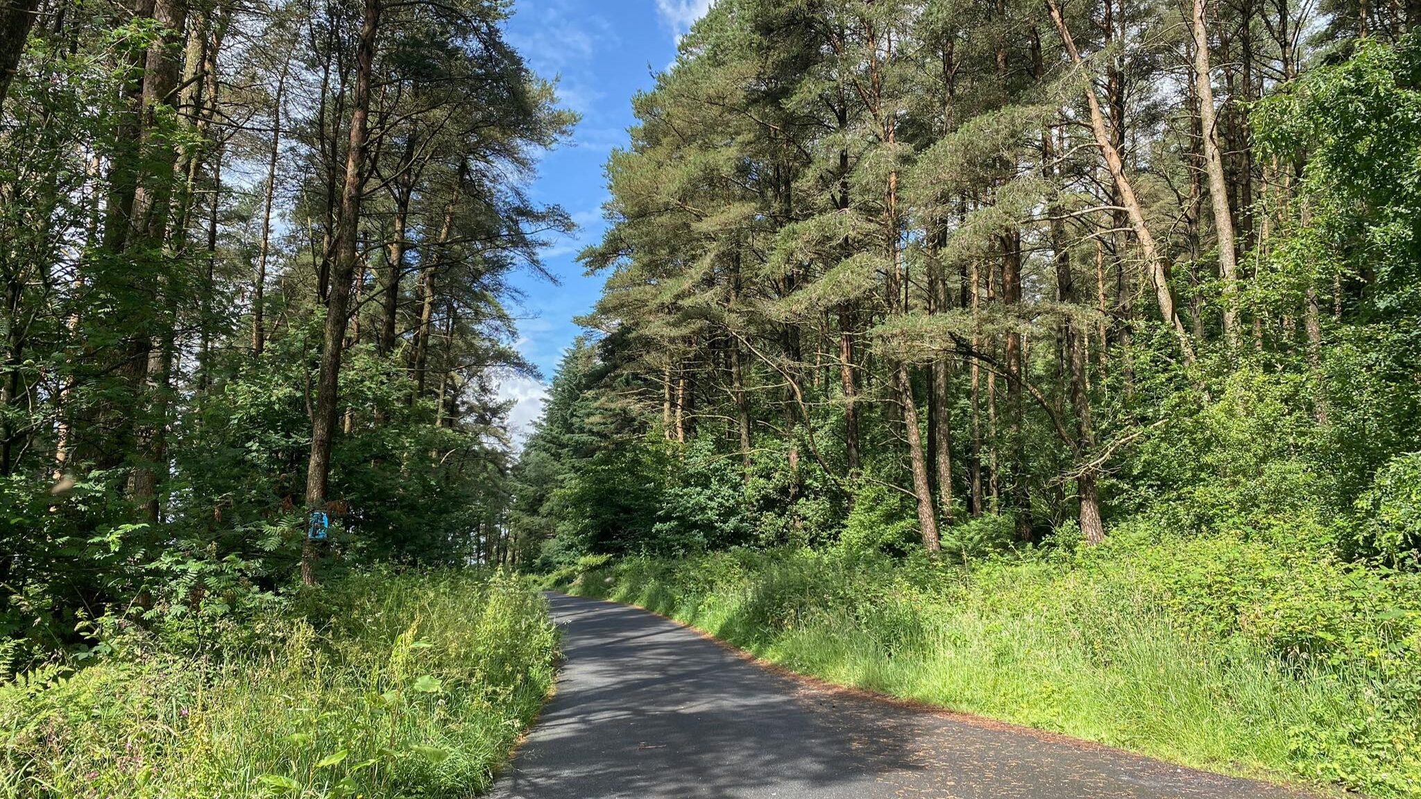 Road cutting through green forest.