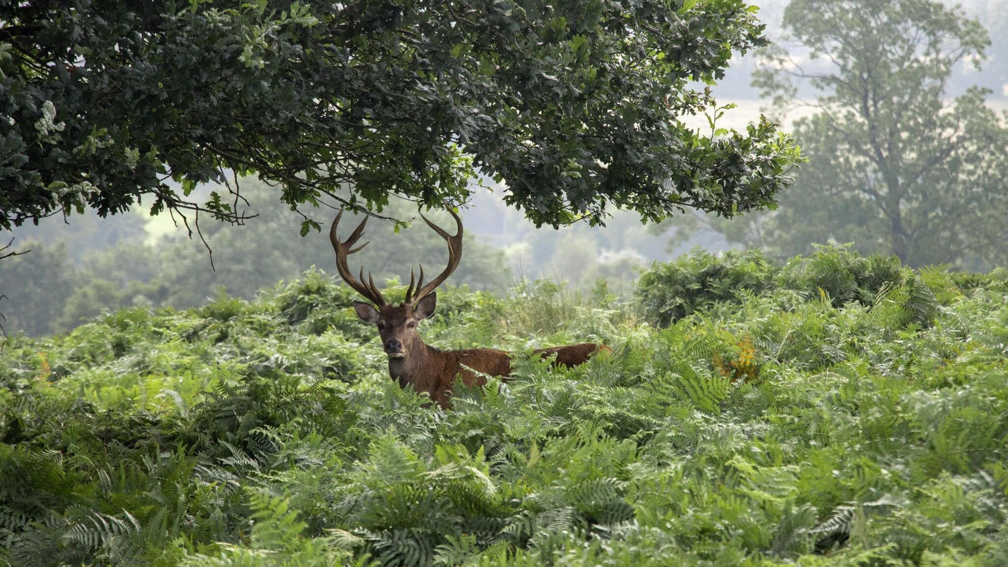 Stag in bushes in park outside of Leicester.