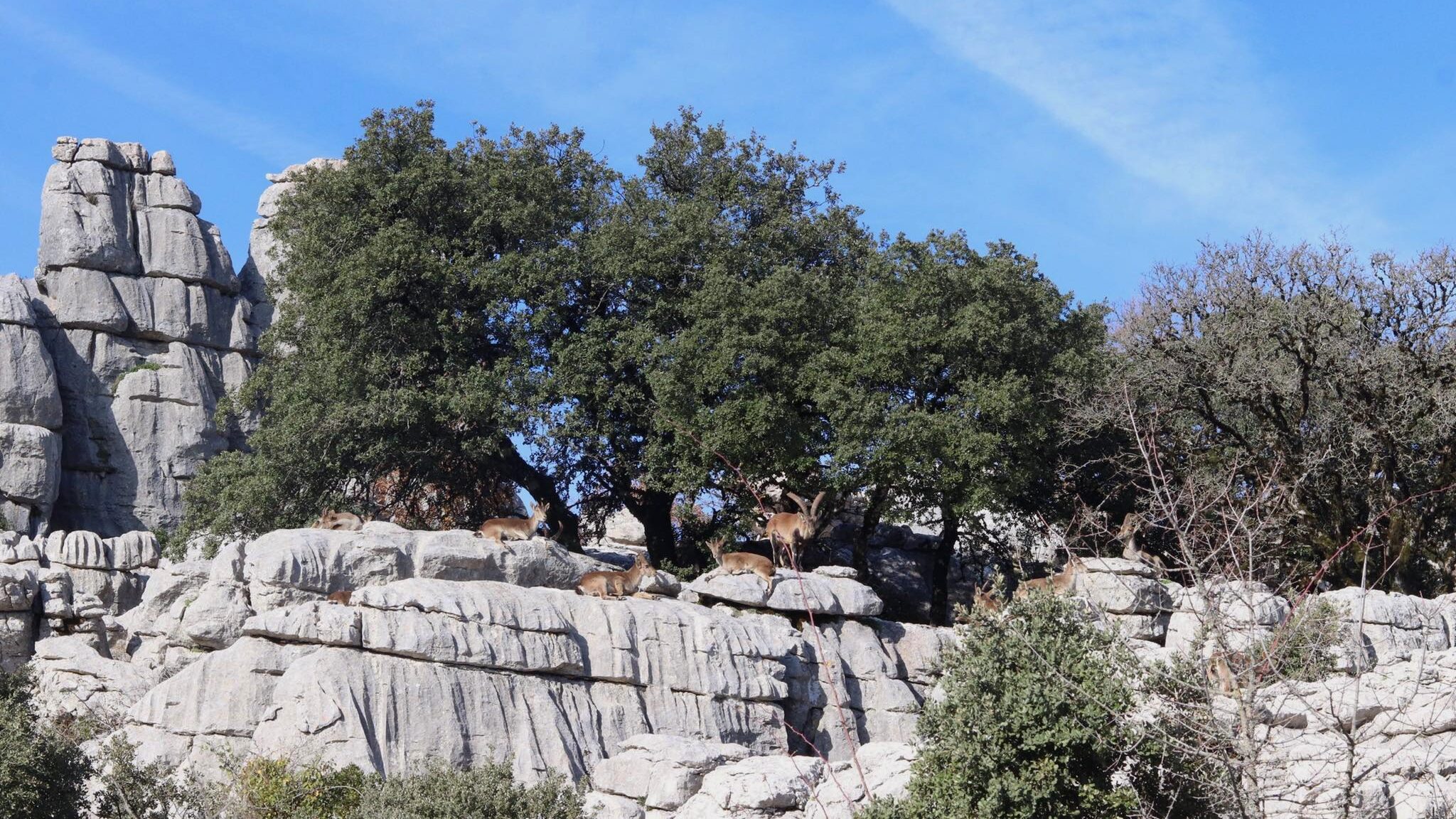 Goats standing on rocks in El Torcal.