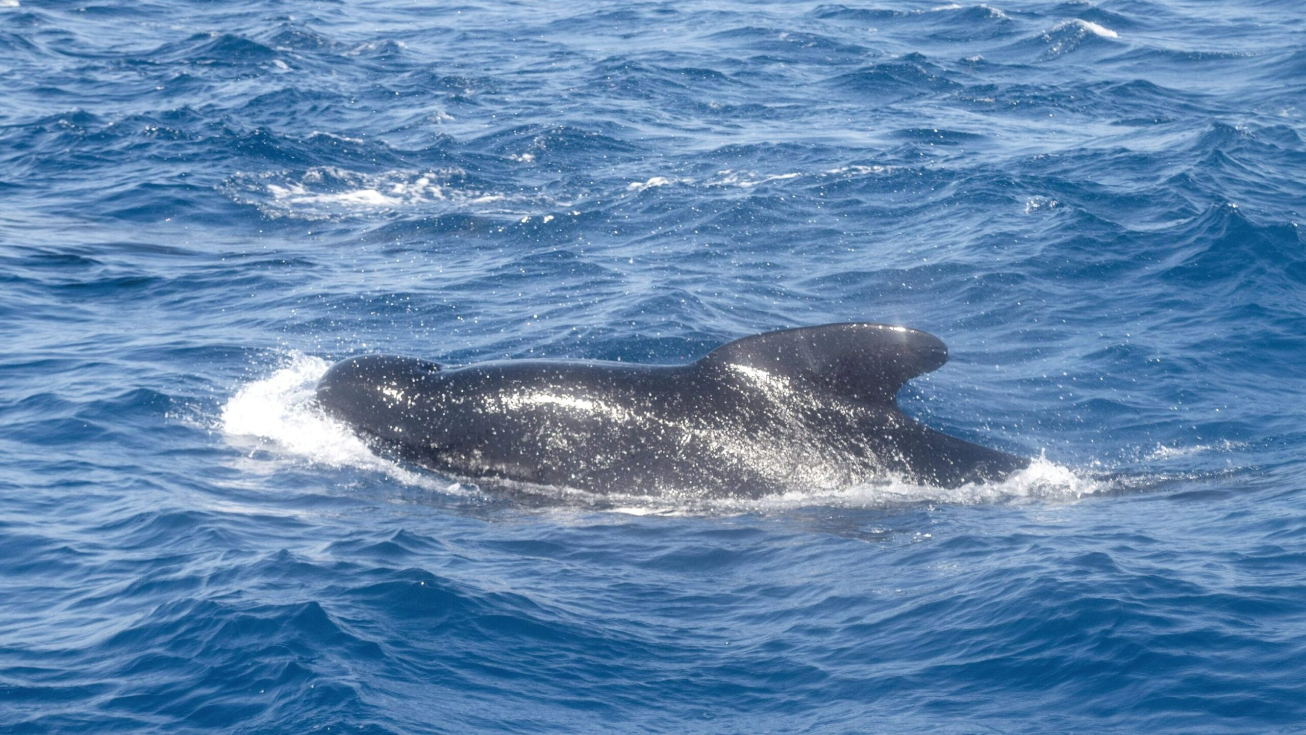 Small whale in ocean near Tarifa.