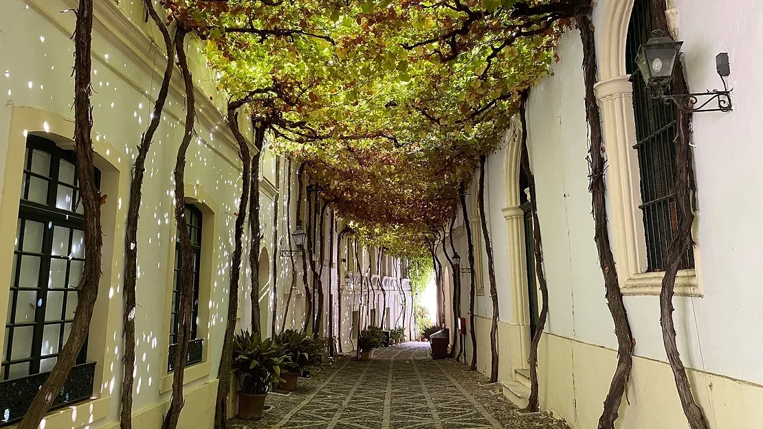 Street in bodegas covered with vine leaves.