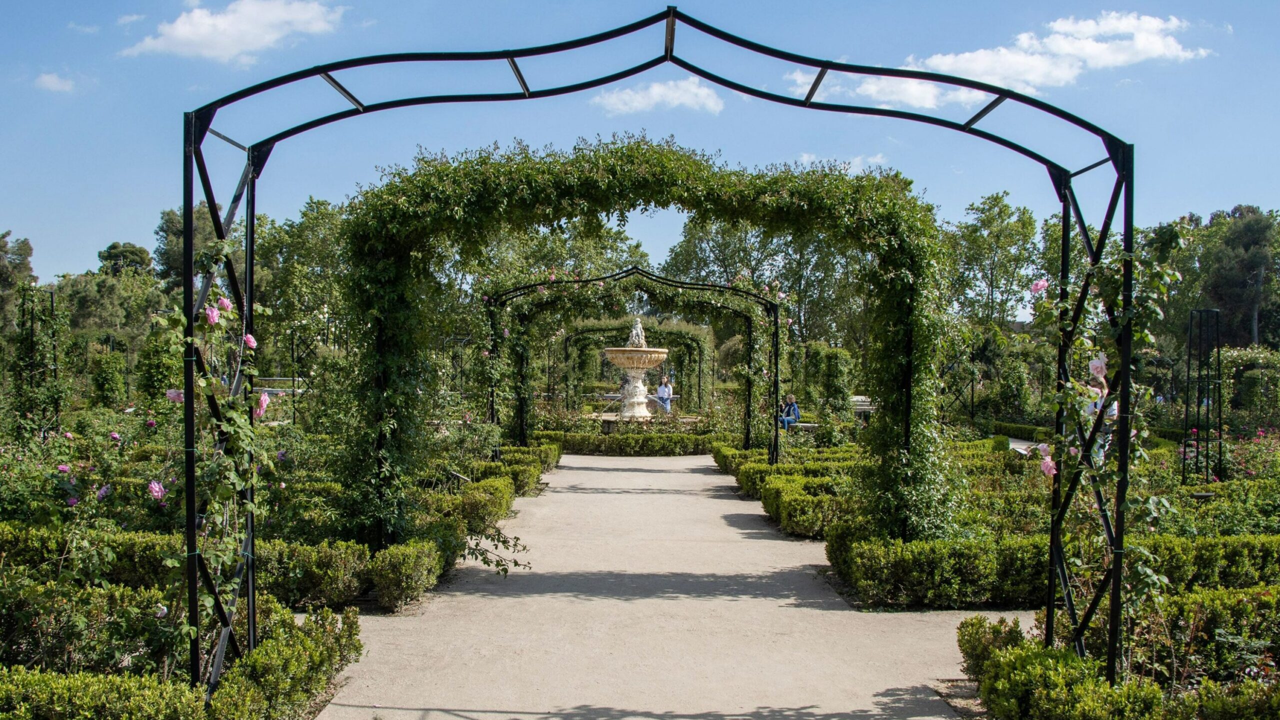 Rose garden in the spring in Madrid.