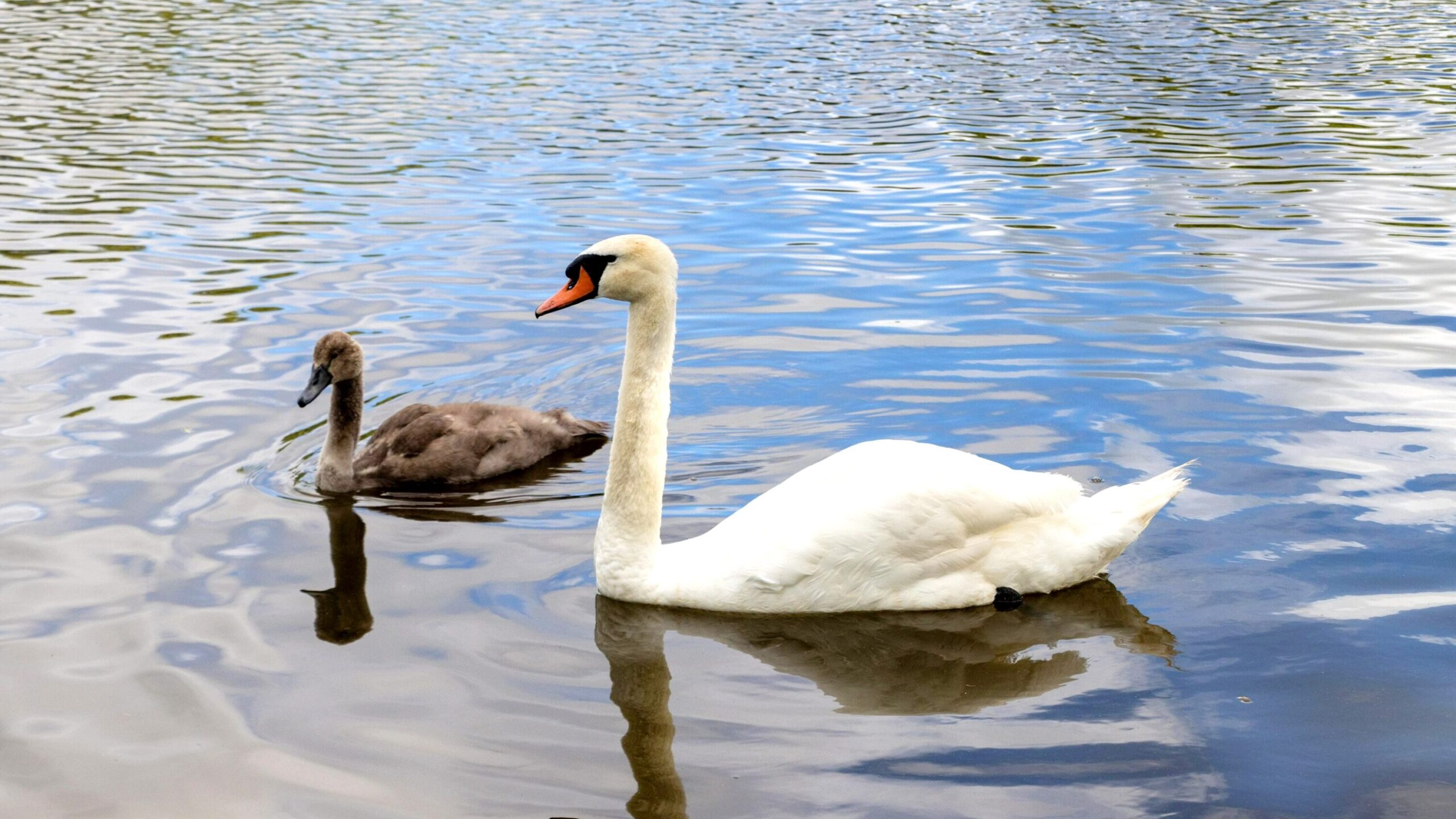 Swan and cygnet floating along the river.