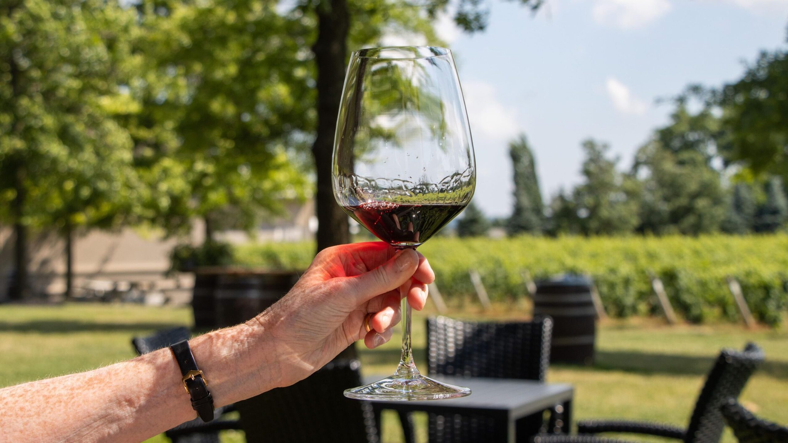 Glass of red wine held up in front of vineyard.