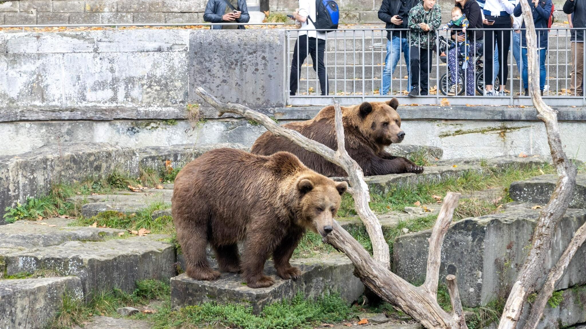 Two bears in a park in Bern.