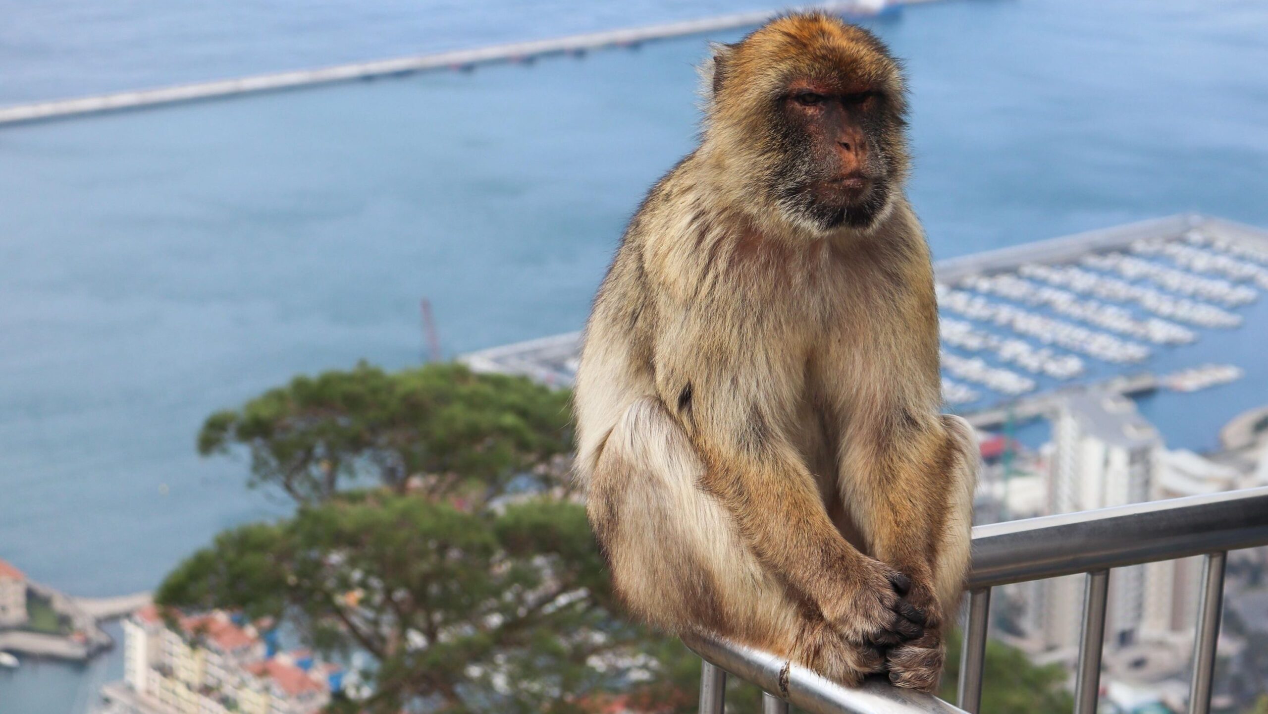 Macau monkey sitting on railings. 