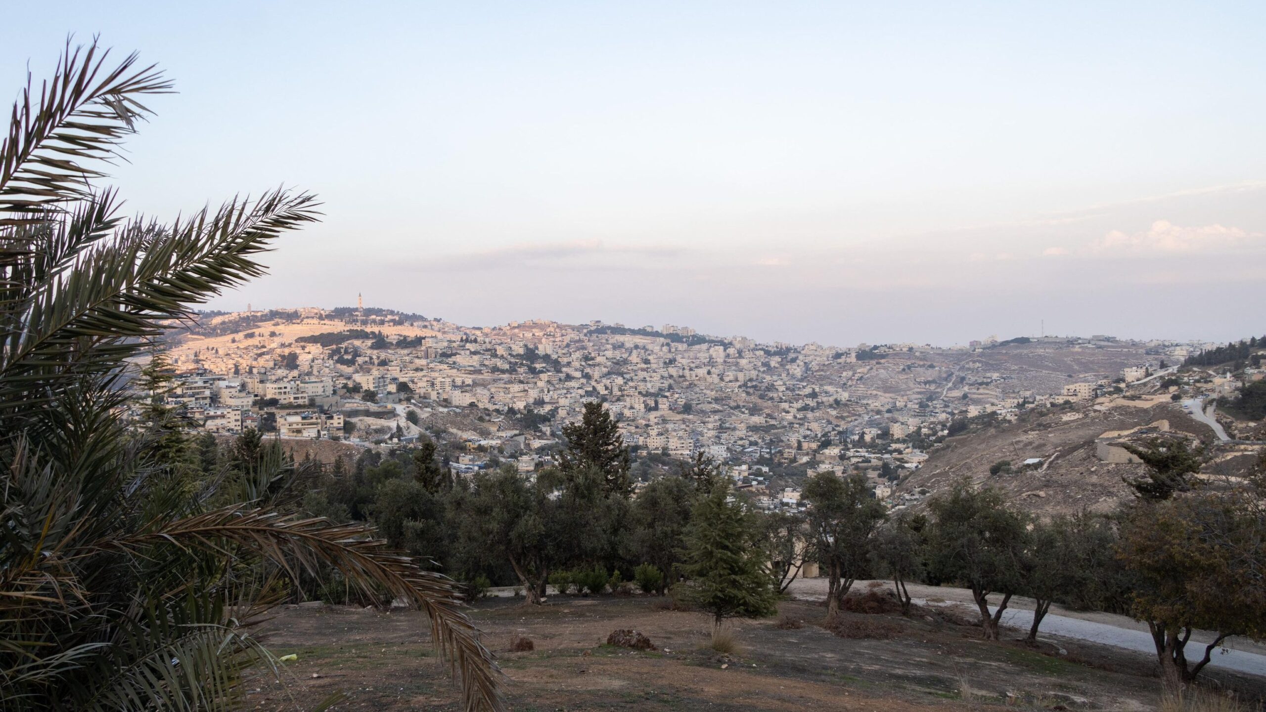 View of a small forest in Jerusalem.