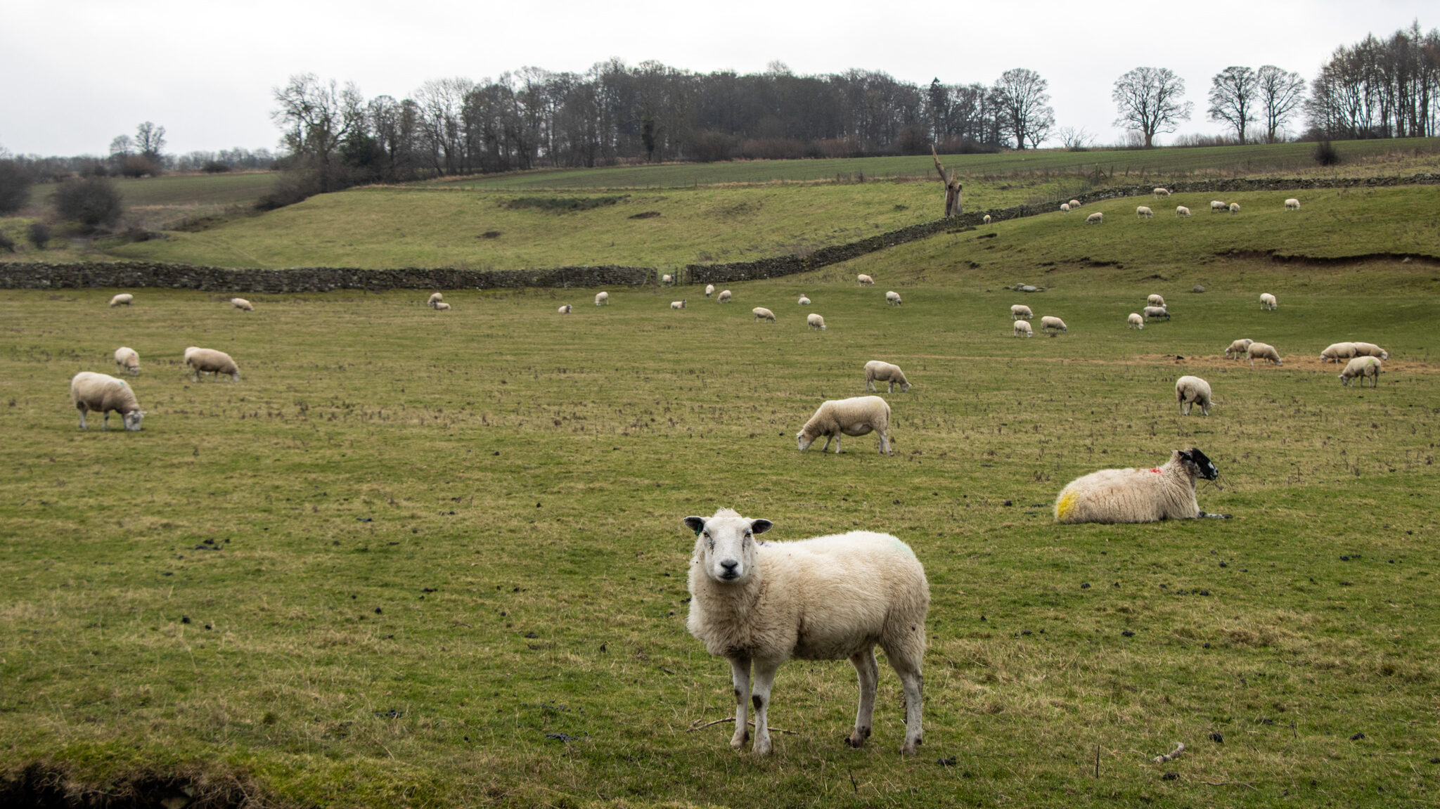 Field of sheep in the Yorkshire Dales.