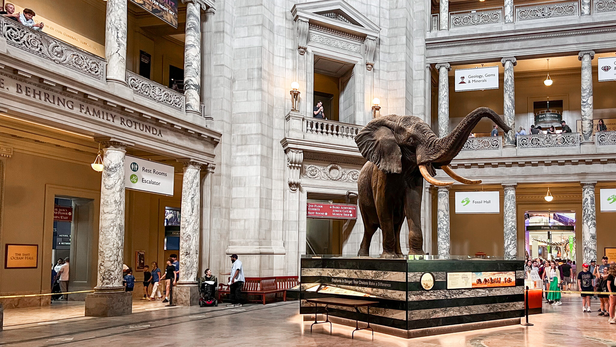Museums Washington | Krista the Explorer Large museum in Washington, DC with elephant on display.
