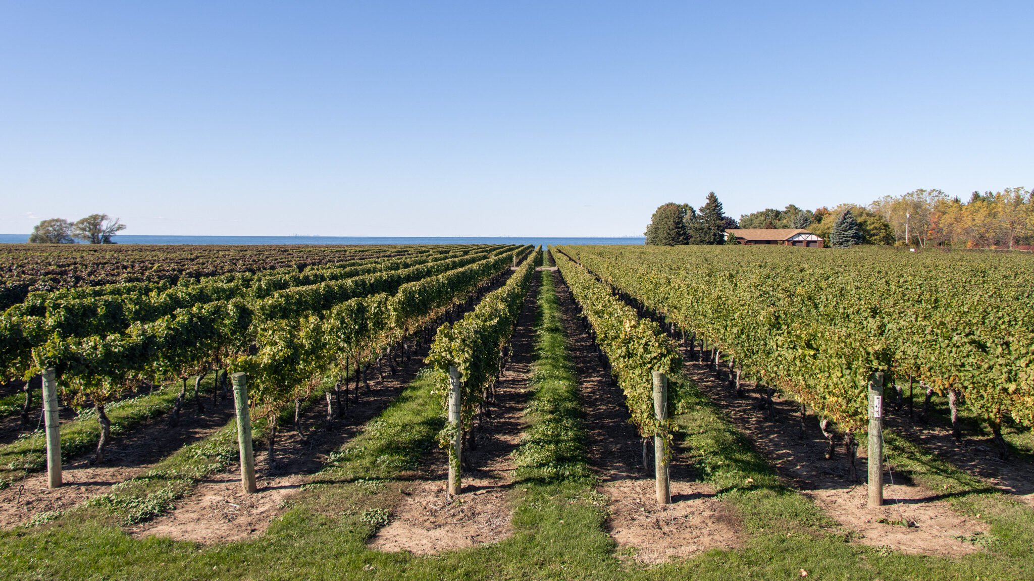 Winery Niagara | Krista the Explorer View of vineyards in NOTL next to lake.
