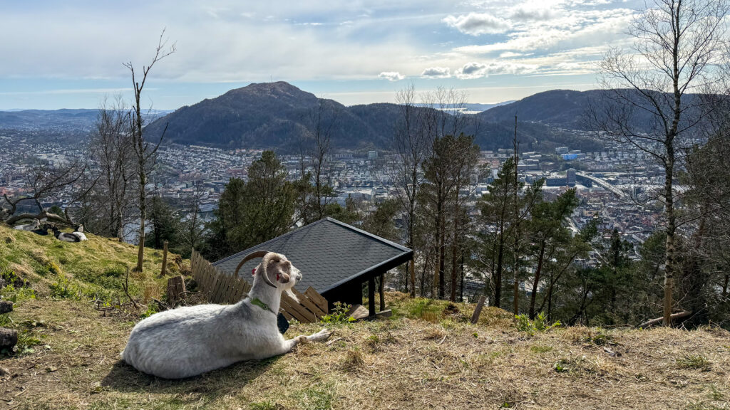 Goats resting on hill with view of Bergen below.