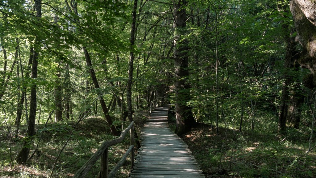 Plitvice Lakes | Krista the Explorer Wooden boardwalk winds through a dense green forest in Croatia.